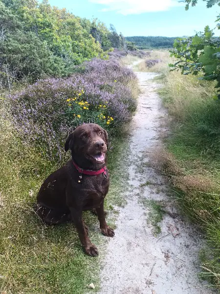 Deckrüde Labradormischling, Hybridhunderasse