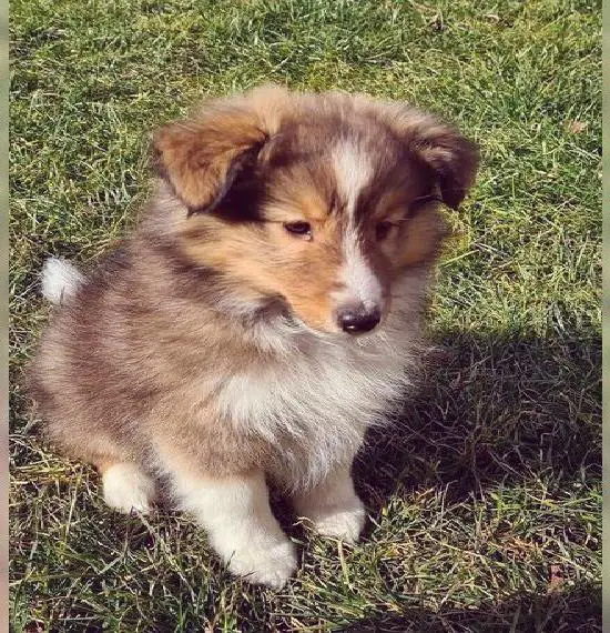 Sheltie Welpe mit Ahnentafel