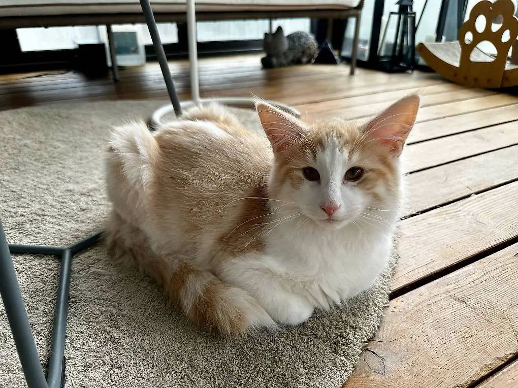 Norwegische Waldkatzen Kitten mit Stammbaum