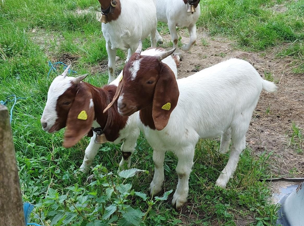 Zwei junge Burenziegen zu verkaufen