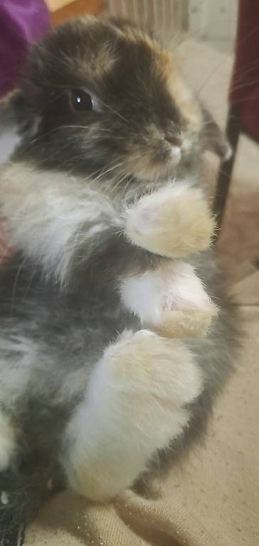 Coniglietto nano ariete/minilop