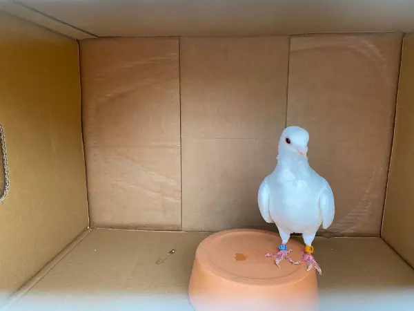 Weisse Taube, Täuber - männlich & reinrassig