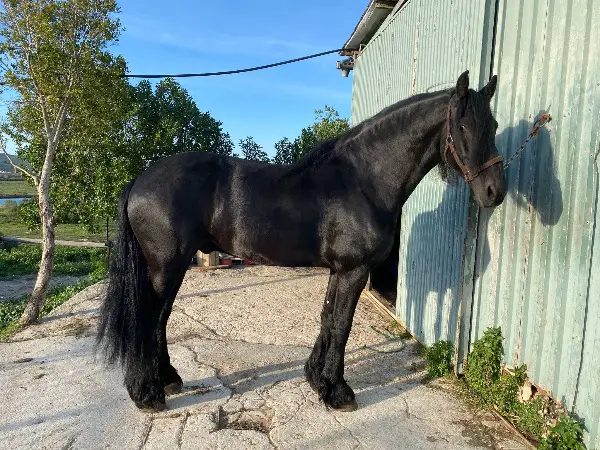 Atemberaubender Friesenwallach sucht neues Zuhause