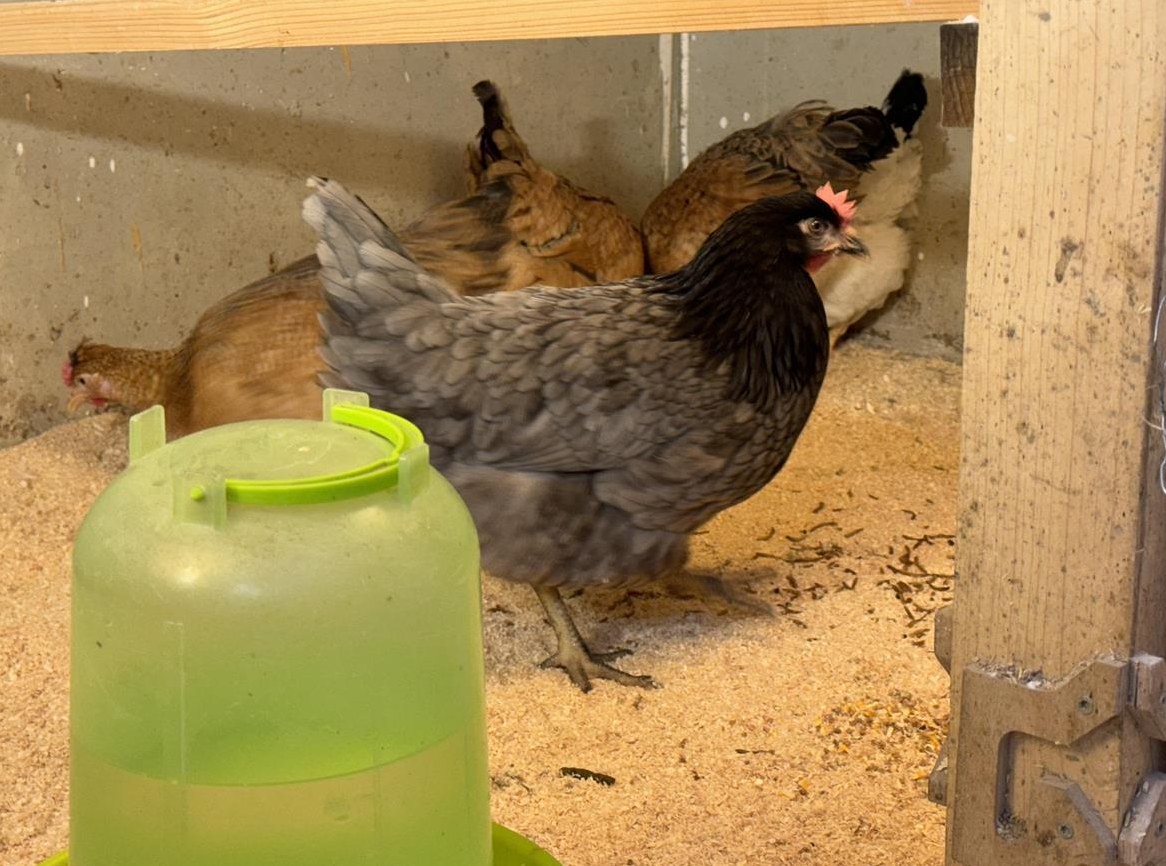 Henne, Legereife Hühner Buntleger