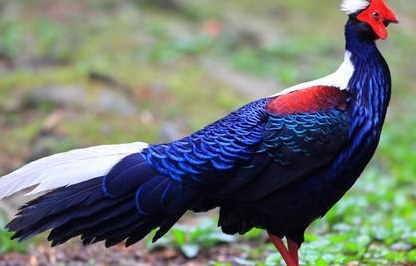 2.0 Swinhoefasane aus Naturbrut