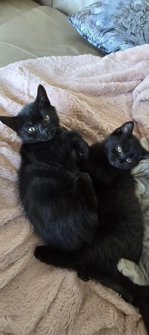 Junge Britisch Kurzhaar Kitten zu verkaufen