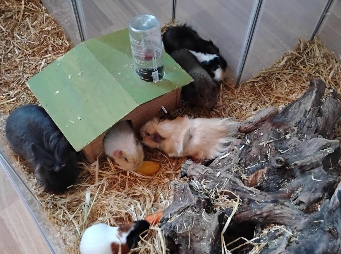 Diverse Meerschweinchen und 1 Zwergkaninchen abzugeben