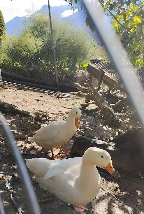 2 Enten - GRATIS abzugeben