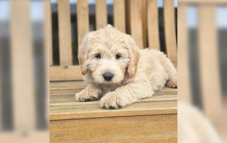 Labradoodle Welpen F1 Medium