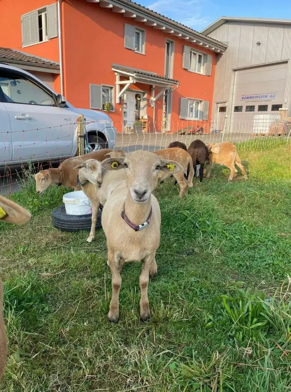 Nolana Lämmer vom Frühjahr zu verkaufen