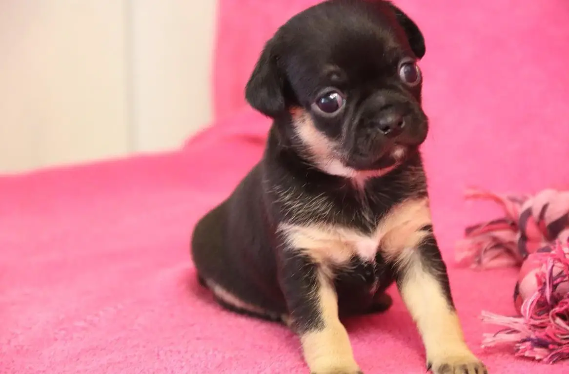 Retro-Mops Welpen vom Ricken