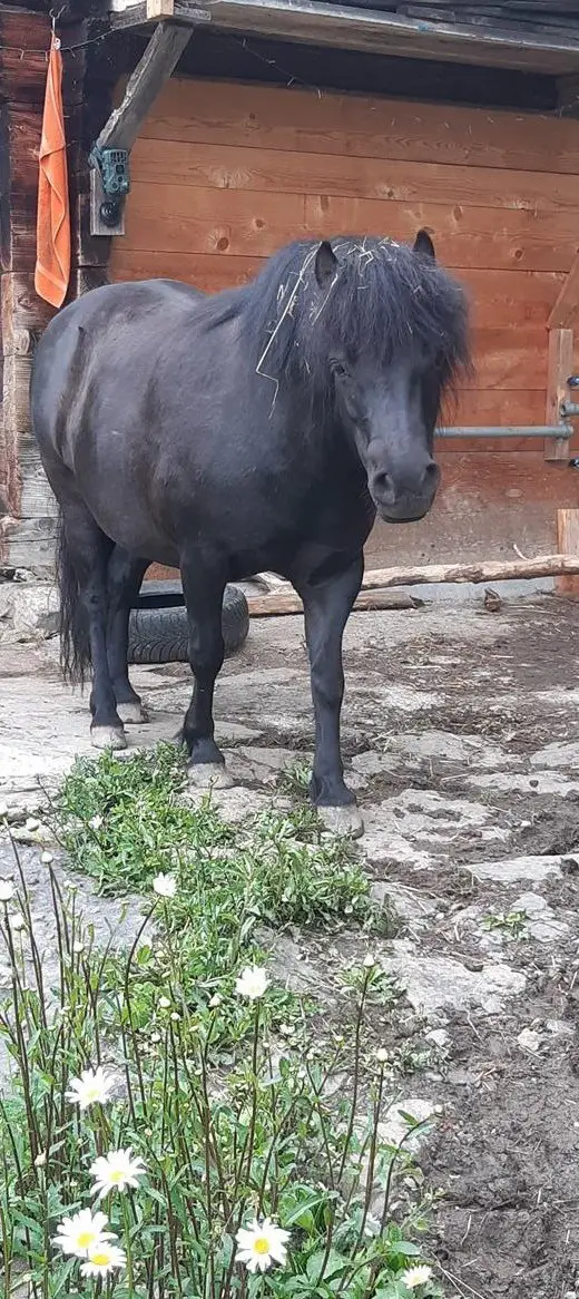 2 liebe Shetty Stuten zu verkaufen