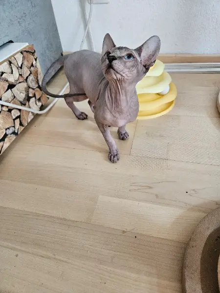Sphynx kitten weibchen