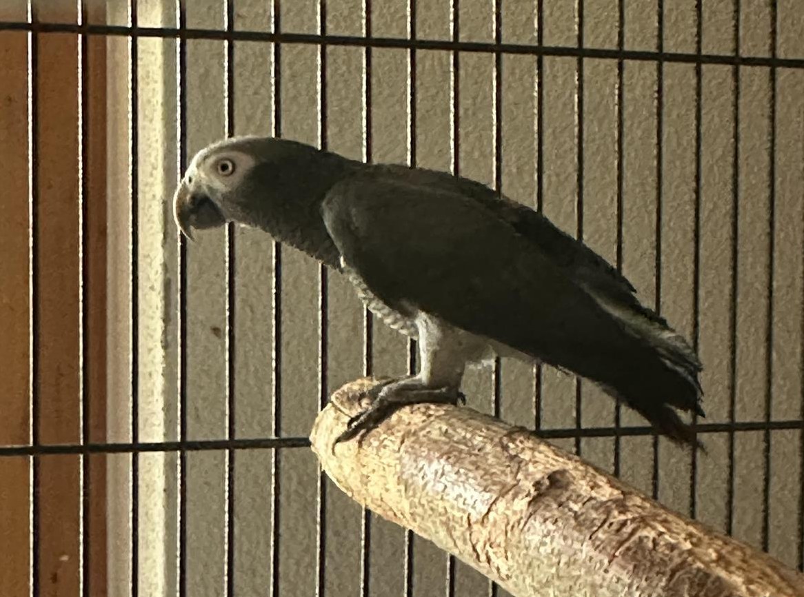 Timneh Graupapagei Hahn sucht Partnerin