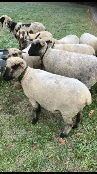 shropshire aue zu verkaufen