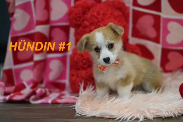 Wunderschöne Reinrassige Welsh Corgi Pembroke Welpen