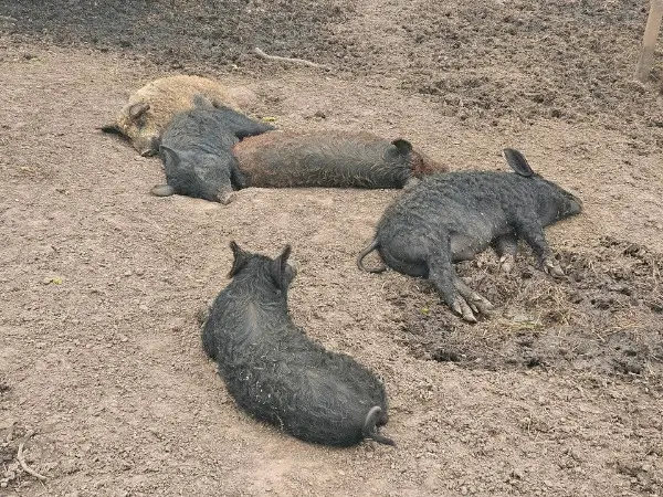 Bio Wollschweine 75% 10 Monate alt - sowohl Eber als auch Sauen