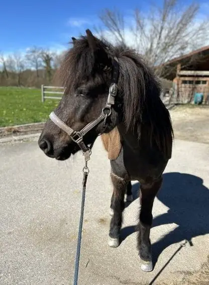 Isländer Wallach „Leiknir“ sucht seinen Herzensmenschen