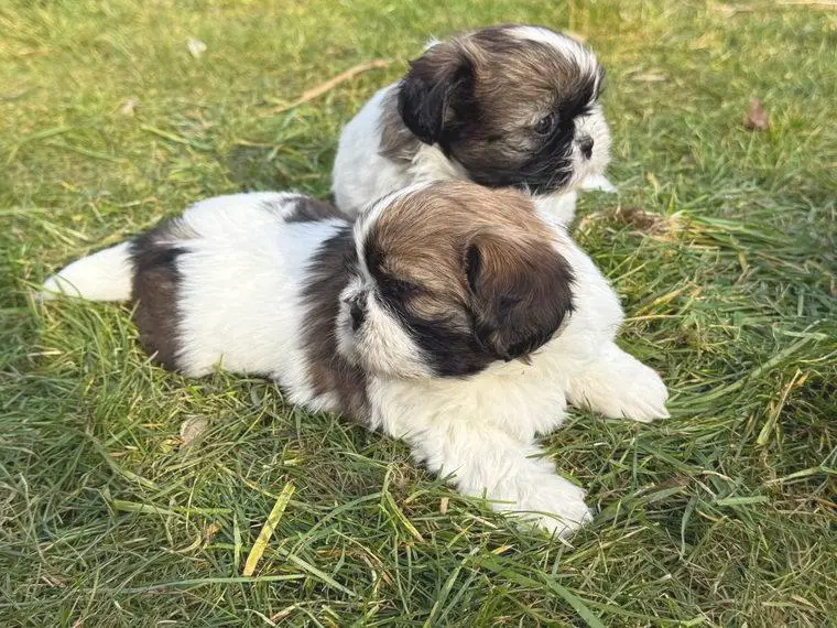 Süsse Shih Tzu Welpen zur Abgabe bereit