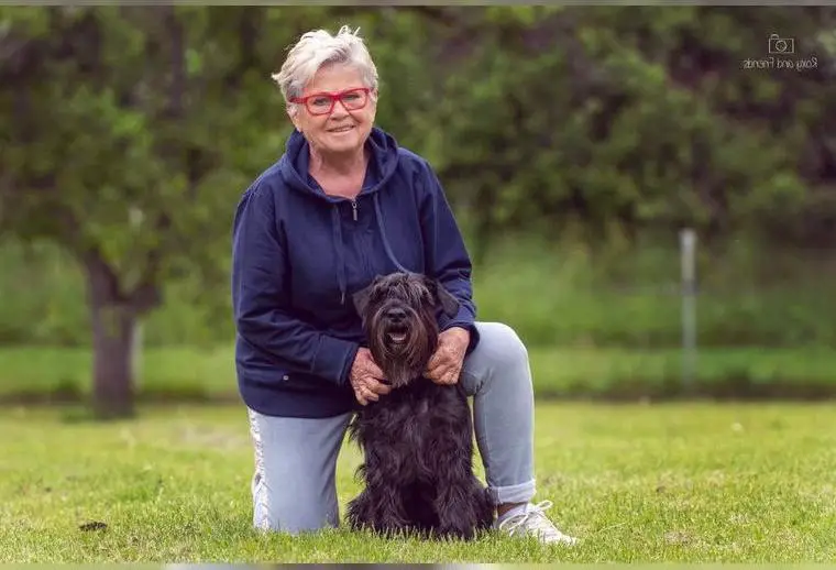 Schwarze Mittelschnauzer-Welpen