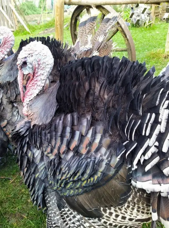 Bronze Puten männlich