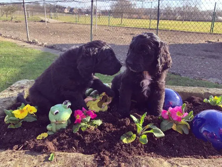 Wundervolle Aussiedoodle Medium Welpen suchen eine neue Familie