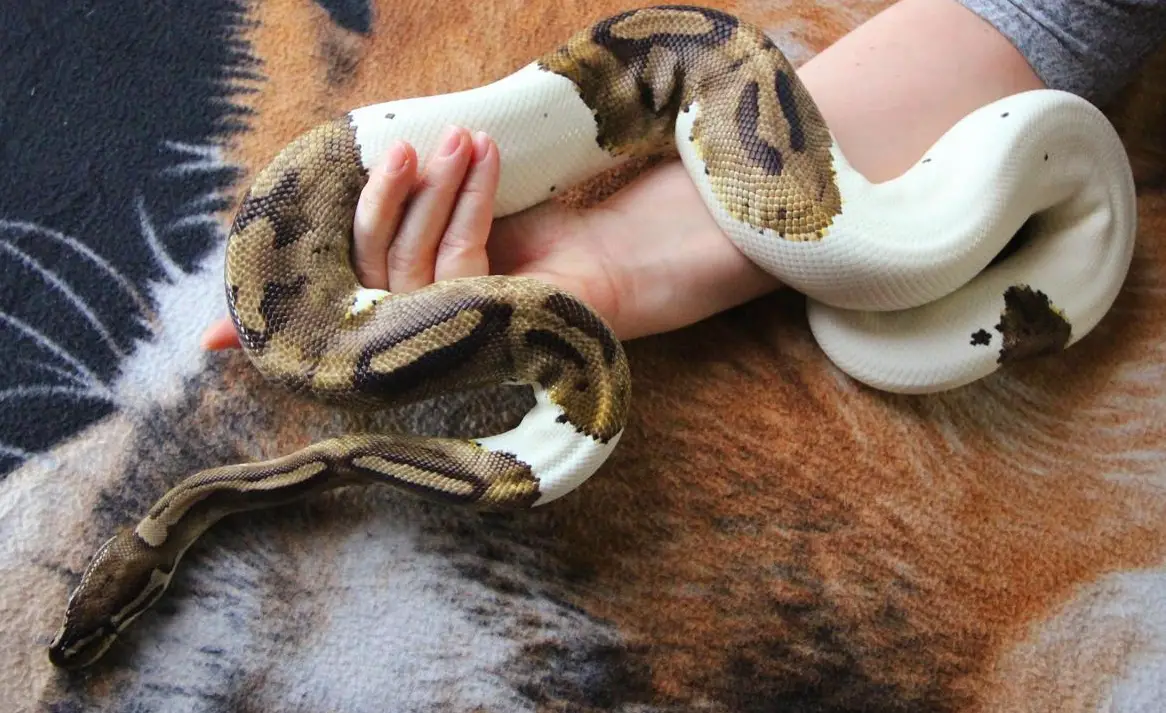 Sehr handzahme Königspython Pied Farbmorph