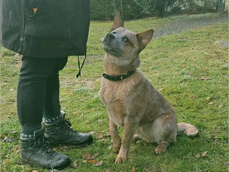 Australian Cattle Dog Welpen