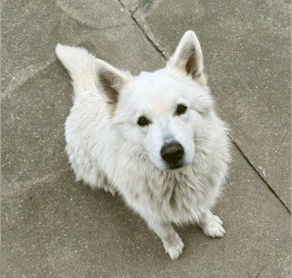 Snow - majestätischer weisser Schäferhund sucht erfahrenes Zuhause