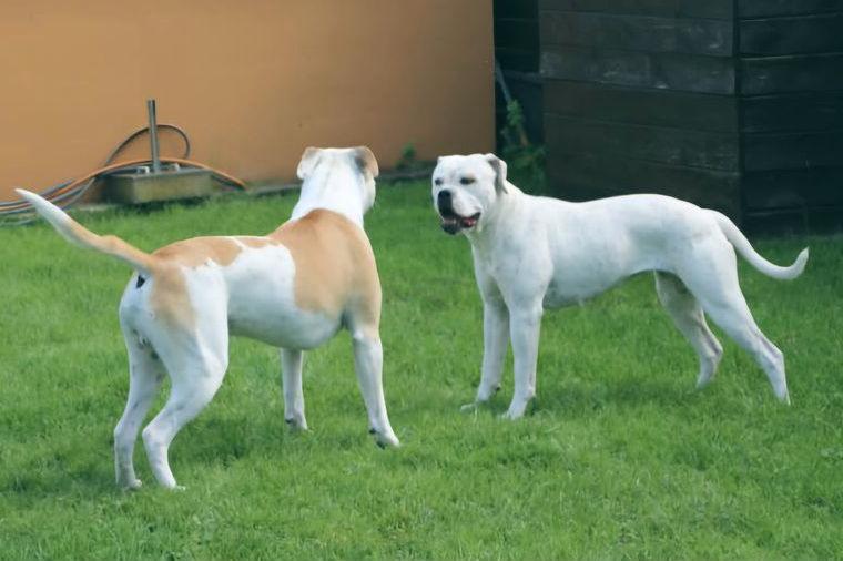 Havellandbulls American Bulldog Standard/Hybrid