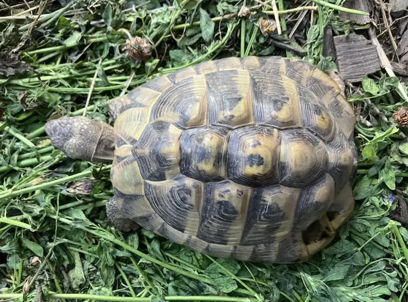 Griechische Landschildkröten, männlich GRATIS abzugeben