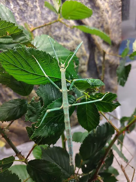 Insetti stecci + terrario