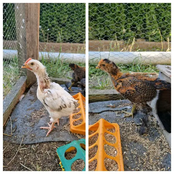 Süsse Küken (Hähne) Brahma-Mix & Sussex-Mix