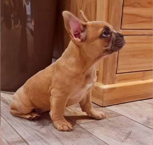 Französische Bulldoggen Welpen blue red fawn