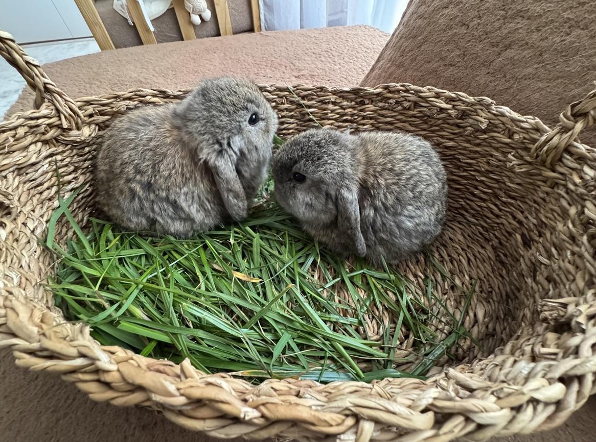 Zwergwidder sucht ein neues zuhause