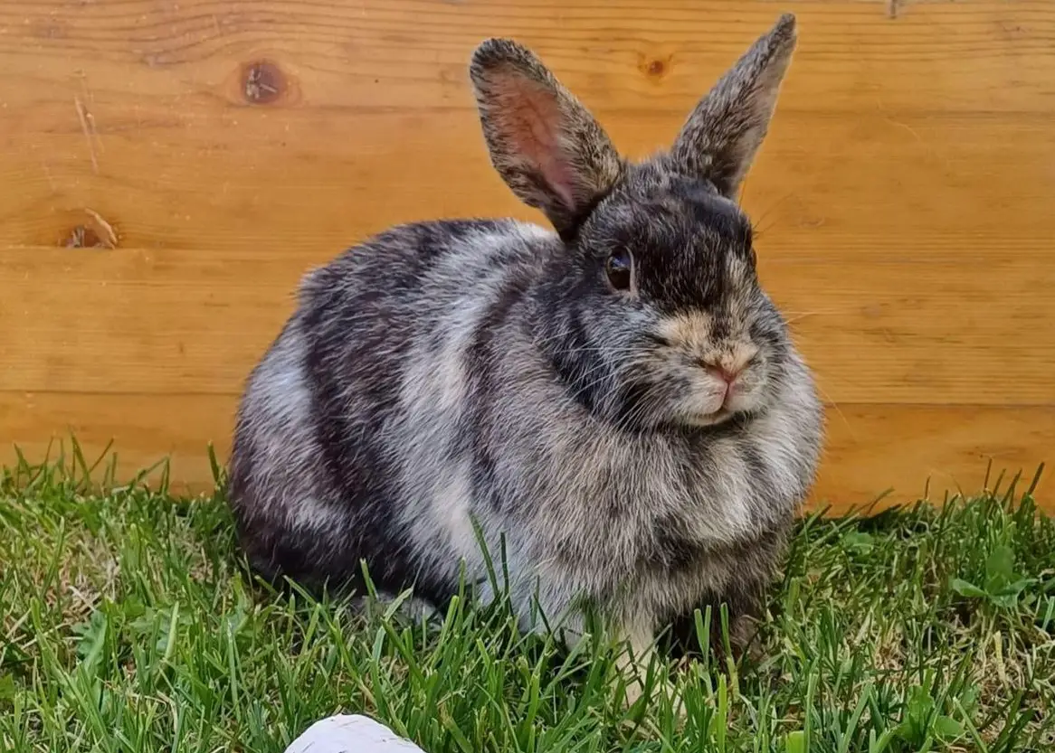 Zwergkaninchen grau/hellgrau, sehr lieb