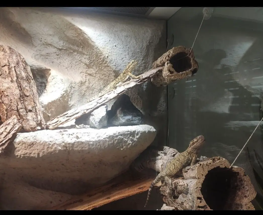 Wüstenterrarium mit Zwergbartagamen zu verkaufen