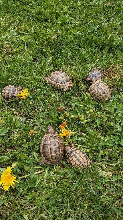 Maurische Landschildkröten