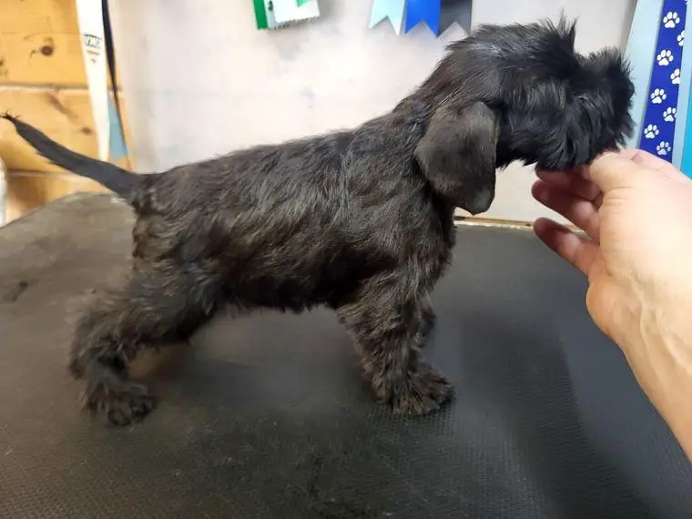 Zwergschnauzer schwarz welpen