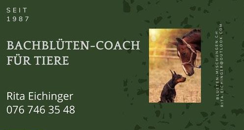 Dein Bachblüten-Coach für Pferde und Hunden