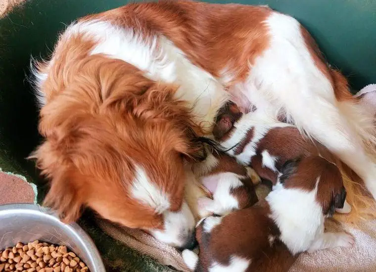 Nederlandse kooikerhondje. kooikerhondje Welpen