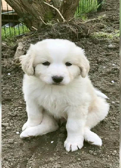 Pyrenähenberghund Welpen