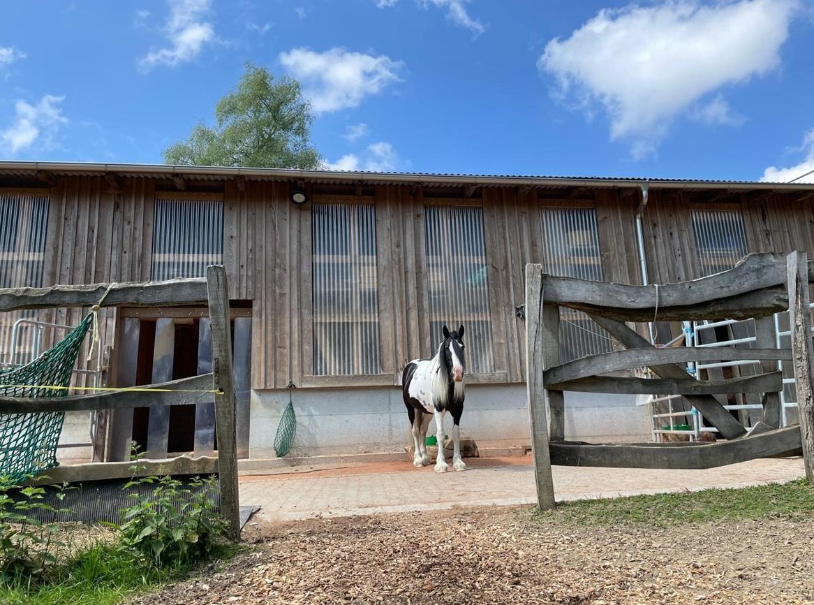 Toller Pensionsplatz in Offenstall bei Reitnau AG