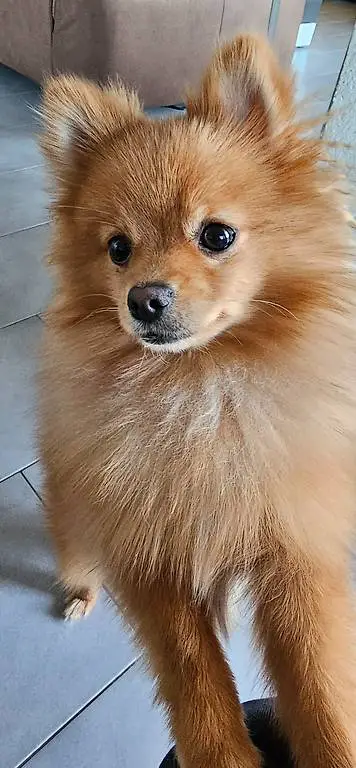 Zwergspitz mit Stammbaum sucht ein liebesvolles Zuhause