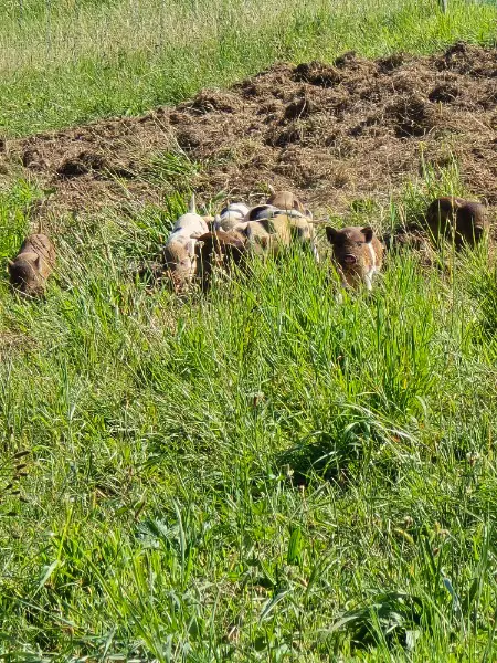 Minipic Schweine Babys zu verkaufen