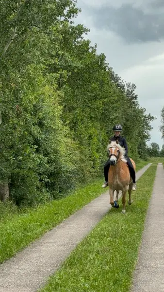 Haflinger Stute abzugeben (7-jährig)