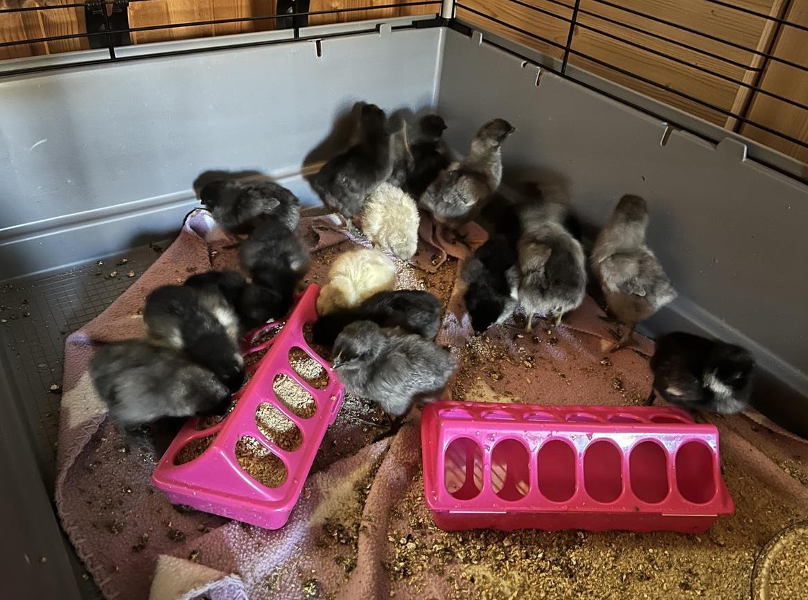 Grünleger Küken und Bruteier zu verkaufen