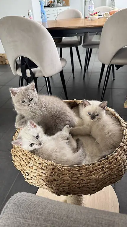 Reinrassige BKH Kitten