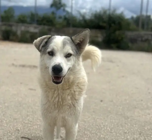 Anakin: Mischlingsrüde ca. 3 Jahre z.zt. in Griechenland