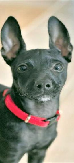 Deutscher Pinscher Welpen mit FCI-Stammbaum für VDH/DDC